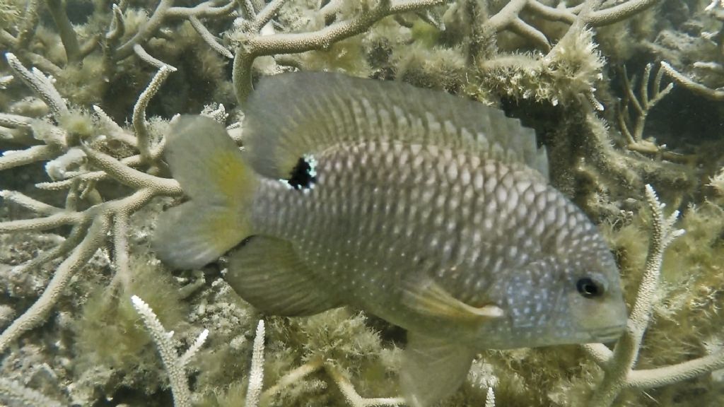 Pesce ocellato (Labridae?) - Mauritius